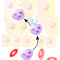 <a href="http://www.blogtalkradio.com/completewellnessnetwork/2013/04/17/complete-wellness-do-we-need-enzymes" target="_blank">Complete Wellness: Why do we need Enzymes?</a>